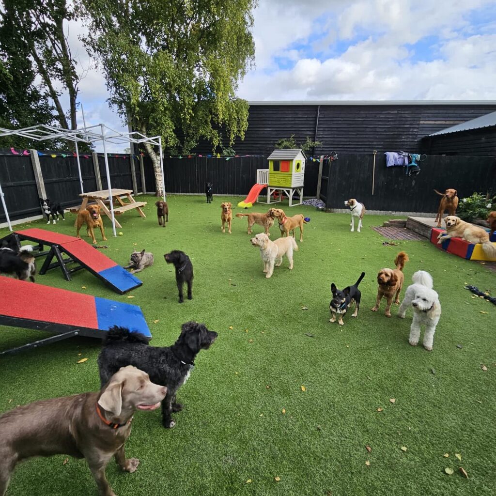 Dog Day Care Cambridgeshire